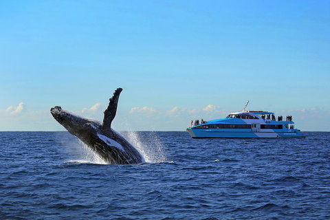 Sydney Whale-Watching Cruise - New South Wales Tourism  8