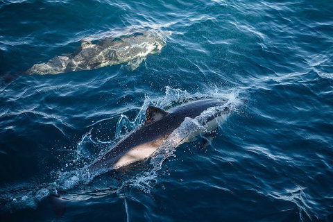 Sydney Whale-Watching Cruise - New South Wales Tourism  11
