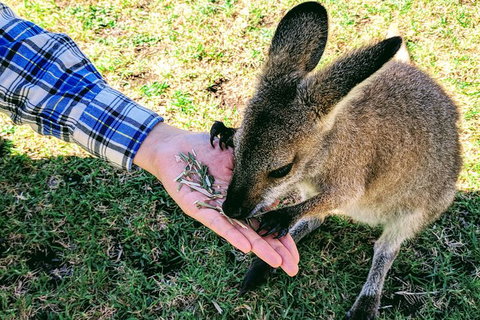 Wildlife Waterfalls And Wine Day Tour From Sydney - New South Wales Tourism  1