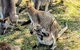 Wildlife Waterfalls And Wine Day Tour From Sydney - thumb 10