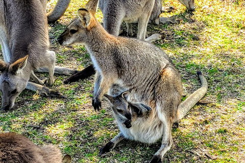 Wildlife Waterfalls And Wine Day Tour From Sydney - New South Wales Tourism  10