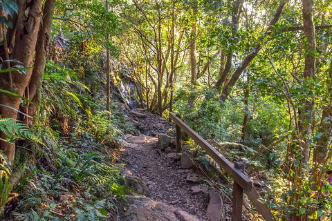 Mount Warning Day Trip From Byron Bay Including BBQ Lunch - New South Wales Tourism  9