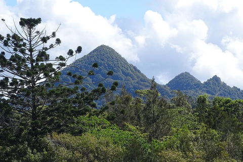 Brunswick Heads Rainforest Eco-Cruise - New South Wales Tourism  3