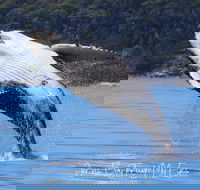 Whale Watching Jervis Bay - New South Wales Tourism 