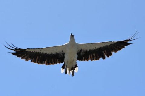 Tweed River And Rainforest Eco Cruise - New South Wales Tourism  7