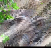 Byron Bay Wildlife Safari - New South Wales Tourism 
