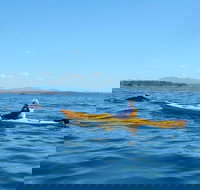 Whale Watching by Sea Kayak in Batemans Bay - New South Wales Tourism 
