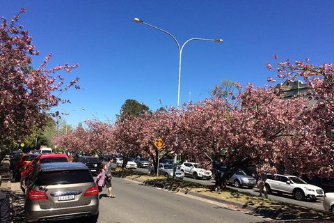 All-Day Blue Mountains Private Tour With Professional Guide For Up To 4 People - New South Wales Tourism  16