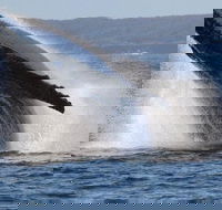 Jervis Bay Whale Watching Tour - New South Wales Tourism 