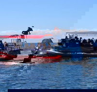 Byron Bay Whale Watching Cruise - New South Wales Tourism 