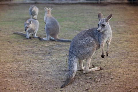 Private Tour: Blue Mountains Day Trip From Sydney - New South Wales Tourism  10