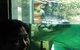 Sydney Attraction Pass Including Taronga Zoo, Sydney Opera House, SEA LIFE Sydney Aquarium - thumb 16