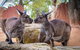 Sydney Attraction Pass Including Taronga Zoo, Sydney Opera House, SEA LIFE Sydney Aquarium - thumb 30