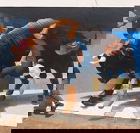 Big Bull Mural - New South Wales Tourism 