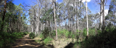 Blue Range Camping And Picnic Area - New South Wales Tourism  1