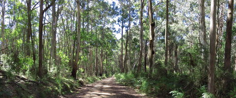 Blue Range Camping And Picnic Area - New South Wales Tourism  2