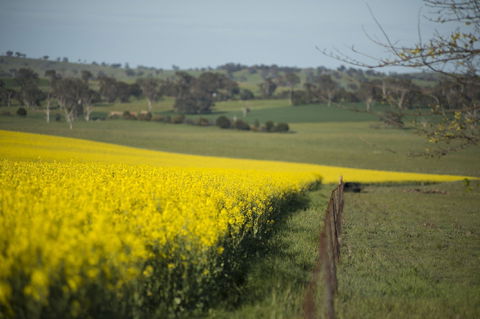 Boorowa - New South Wales Tourism  2