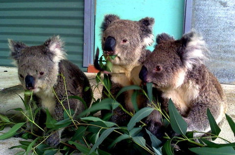 Cohunu Koala Park - New South Wales Tourism  0