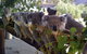 Cohunu Koala Park - thumb 1