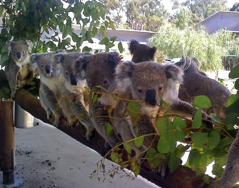 Cohunu Koala Park - New South Wales Tourism  1