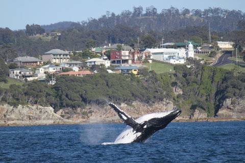 Eden - New South Wales Tourism  2