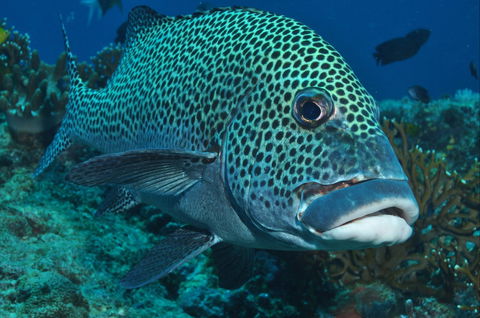 Fish Bowl Dive Site - New South Wales Tourism  0