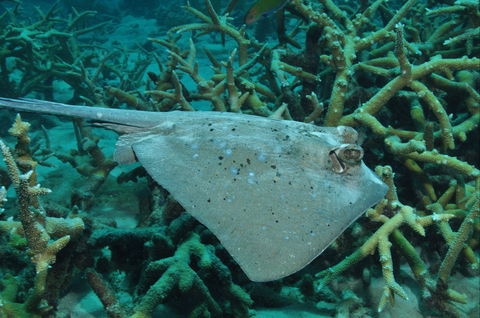 Fish Bowl Dive Site - New South Wales Tourism  1