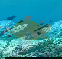 Flinders Reef Dive Site - New South Wales Tourism 