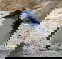 Granite Island Nature Park - Guided Penguin Tours - New South Wales Tourism 