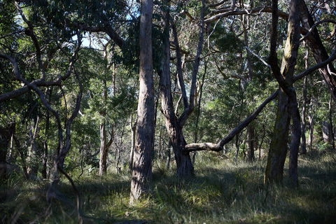Green's Bush Long Circuit Walk - New South Wales Tourism  0