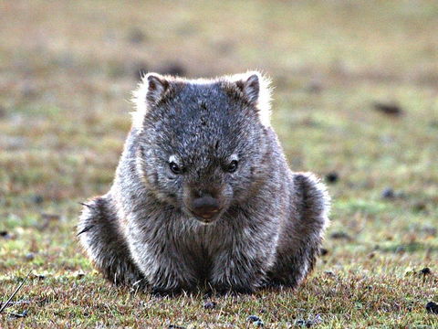 Greens Beach - New South Wales Tourism  2
