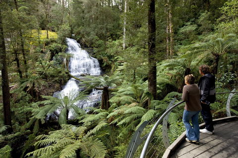 Great Otway National Park - New South Wales Tourism  0