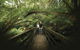 Great Otway National Park - thumb 2