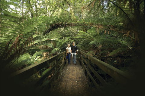 Great Otway National Park - New South Wales Tourism  2