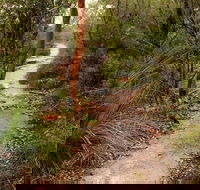 Great North walk - Brisbane Water National Park - New South Wales Tourism 