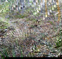 Historic Water Race Walking Track - New South Wales Tourism 