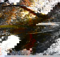 Jamieson Significant Trees - New South Wales Tourism 