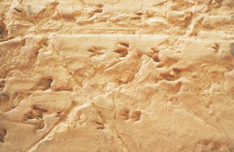 Lark Quarry Conservation Park - New South Wales Tourism  2