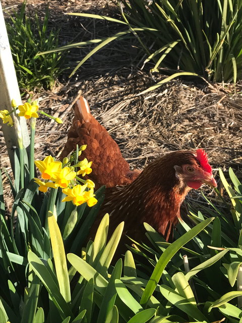 Lessismore Farm Afternoon Farmer - New South Wales Tourism  2