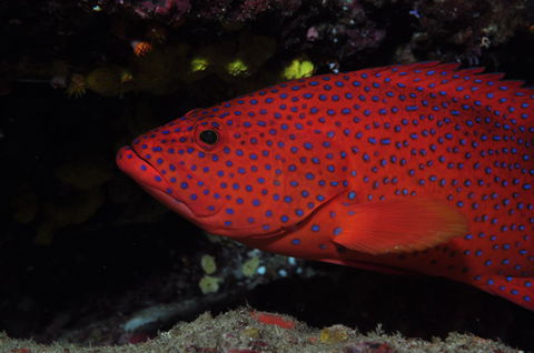 Maori Wrasse Bommie Dive Site - New South Wales Tourism  0