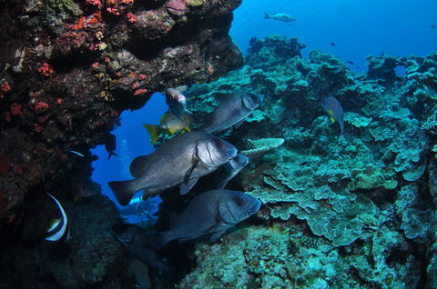 Maori Wrasse Bommie Dive Site - New South Wales Tourism  1