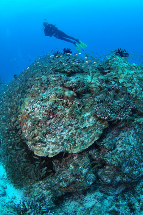 Maori Wrasse Bommie Dive Site - New South Wales Tourism  2