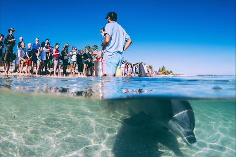 Monkey Mia - New South Wales Tourism  0