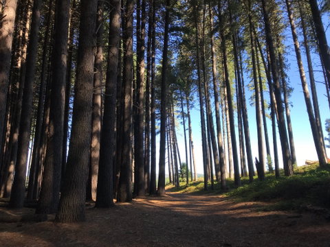 Mountain Bike Trails Tumbarumba - New South Wales Tourism  0