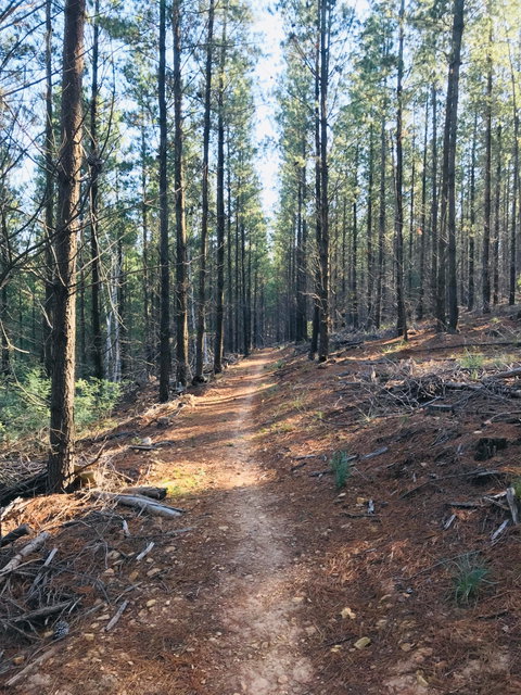 Mountain Bike Trails Tumbarumba - New South Wales Tourism  1