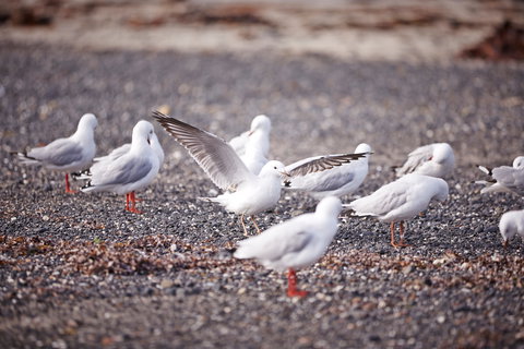 Mushroom Reef Beach - New South Wales Tourism  2