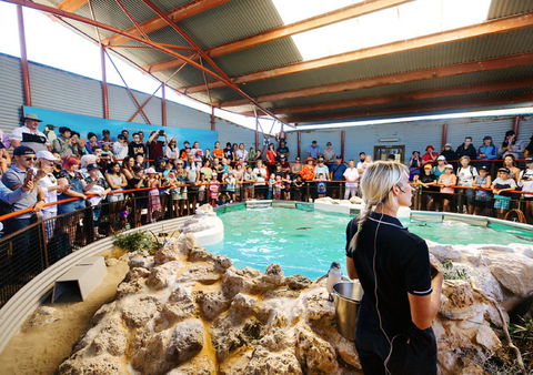 Penguin Island - New South Wales Tourism  1