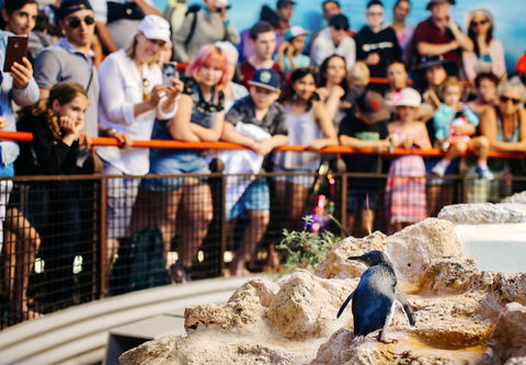 Penguin Island - New South Wales Tourism  2