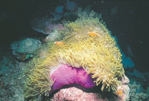 Rowley Shoals - New South Wales Tourism  2