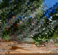 Scorpion Trail Kalamunda Mountain Bike Trails - New South Wales Tourism 